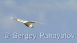Video of Mute Swan - Mute Swan in the winter lake